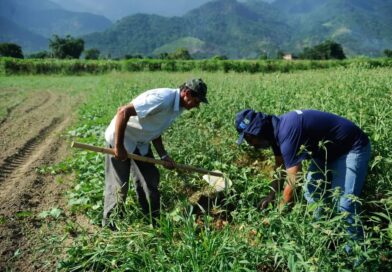 Agricultura familiar concentra 77% das propriedades rurais, mas responde por apenas 23% da produção nacional