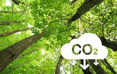 Goiás é o primeiro estado do Brasil com “carbono positivo” no uso da terra, revela pesquisa