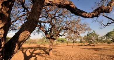 Monitor de Secas aponta intensificação do fenômeno no Sudeste e Centro-Oeste e melhora no Norte e Sul
