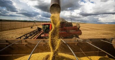 Chuvas intensas recuperam umidade do solo, mas dificultam colheita de soja no MATOPIBA