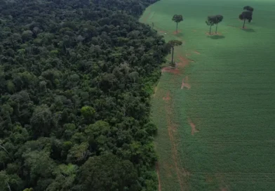 Brasil reduz em 42% perdas florestais em 2025, aponta estudo