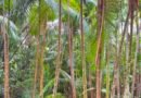 Fundo Vale apoia empreendedorismo na Amazônia