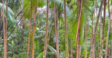 Fundo Vale apoia empreendedorismo na Amazônia