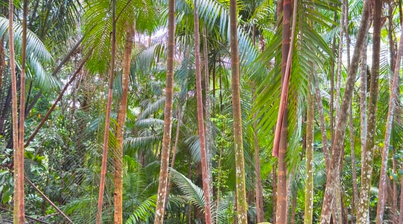 Fundo Vale apoia empreendedorismo na Amazônia