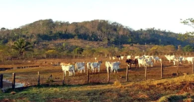 animais, pasto, gado