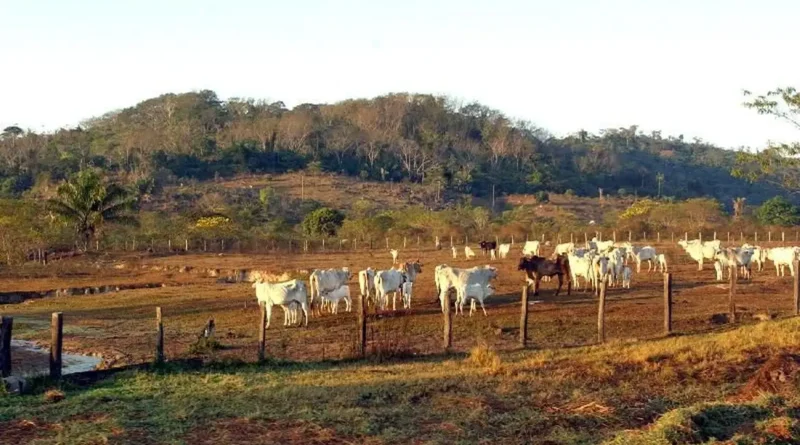 animais, pasto, gado