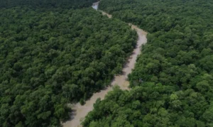 Bragança (PA), 12/06/2025 – Vista de um braço do Rio Caeté em área de manguezal na Reserva Extrativista Marinha de Caeté-Taperaçu monitorada pelo projeto Mangues da Amazônia. Foto: Fernando Frazão/Agência Brasil