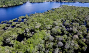 Manaus, AM 06/07/2024 Cenas da Amazônia. Floresta margeada pelo Rio Negro Foto: Fabio Rodrigues-Pozzebom