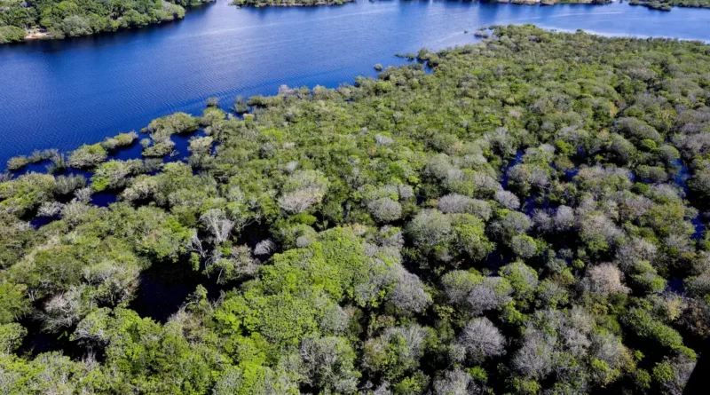 Manaus, AM 06/07/2024 Cenas da Amazônia. Floresta margeada pelo Rio Negro Foto: Fabio Rodrigues-Pozzebom