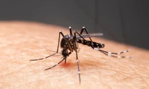 Mosquitos listrados estão sugando sangue na pele humana. Mosquitos são transmissores da dengue e da malária. A dengue é muito comum durante a estação chuvosa. Foto: witsawat/ Adobe Stock