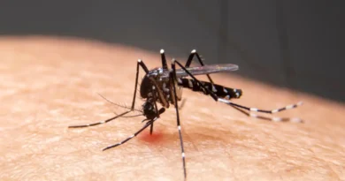 Mosquitos listrados estão sugando sangue na pele humana. Mosquitos são transmissores da dengue e da malária. A dengue é muito comum durante a estação chuvosa. Foto: witsawat/ Adobe Stock