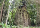 Brasília (DF), 02/09/2026 – Floresta Amazônica conservada em Caracaraí (RR) - Floresta Amazônica conservada em Caracaraí Foto: Fabíola Sinimbú/Agência Brasil