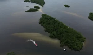 Paranaguá (PR), 18/05/2026 – Manguezal na Baía de Paranaguá, área da Grande Reserva da Mata Atlêntica, onde ocorre monitoramento por pesquisadores do Programa de Recuperação da Biodiversidade Marinha (Rebimar). Foto: Fernando Frazão/Agência Brasil