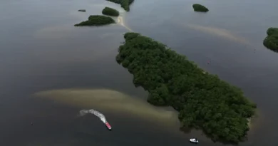 Paranaguá (PR), 18/05/2026 – Manguezal na Baía de Paranaguá, área da Grande Reserva da Mata Atlêntica, onde ocorre monitoramento por pesquisadores do Programa de Recuperação da Biodiversidade Marinha (Rebimar). Foto: Fernando Frazão/Agência Brasil