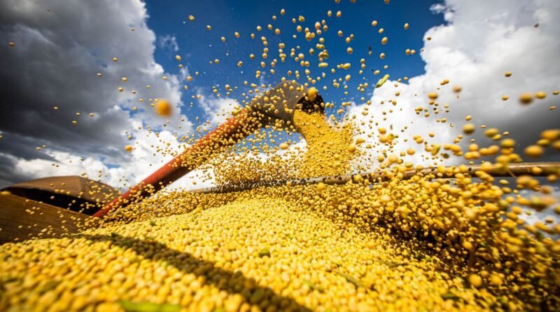 Colheita de soja, agricultura